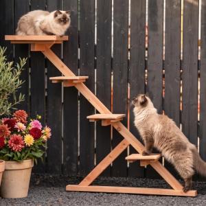 Cat climbing tree in untreated Douglas fir wood?