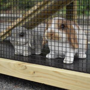 Rabbits in the hutch