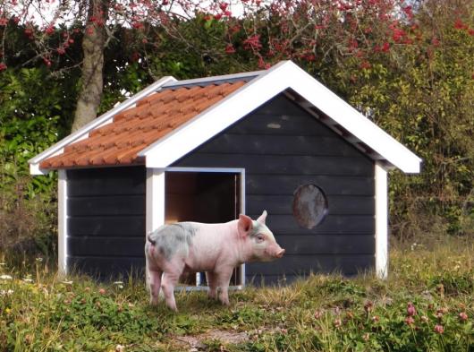 Pigsty Binq