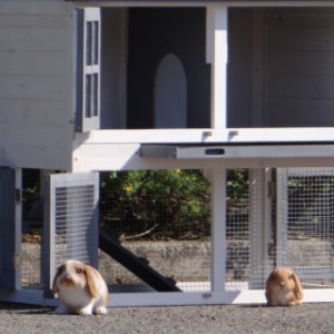 The hutch Nice is suitable for 1 till 2 rabbits