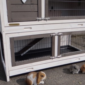 The rabbit hutch Adrian is provided with 2 plastic trays