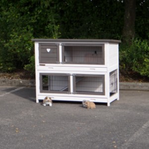 The guinea pig hutch Adrian will be delivered in the shown colours