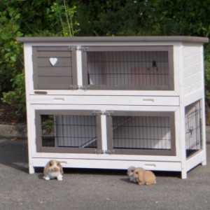The guinea pig hutch Adrian is also provided for rabbits