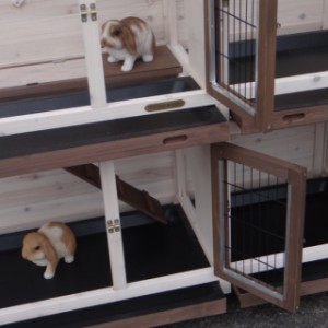 Guinea pig hutch Annely offers the possibility to keep 2 animals seperate from each other