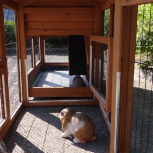 Have a look in the run of rabbit hutch Excellent Medium