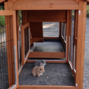Have a look in the run of rabbit hutch Excellent Medium