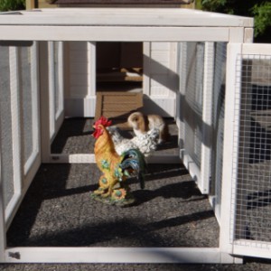 Have a look in the run of chickencoop Ambiance Small
