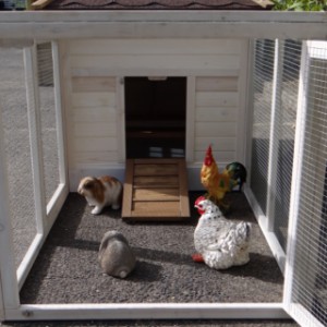 Have a look in the run of guinea pig hutch Ambiance Large