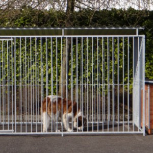 Large dog kennel for Saint Bernard dog