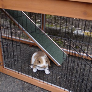 Another look in the run of the rabbit hutch Maurice?