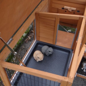 The guinea pig hutch Maurice is provided with a hinged roof