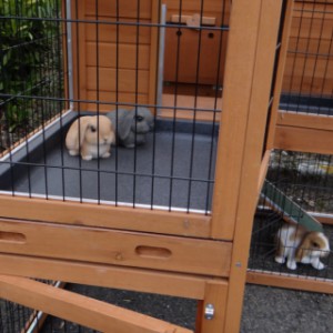 The guinea pig hutch Maurice is provided with 2 trays