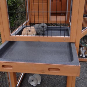The rabbit hutch Maurice is easy to clean, because of the plastic tray