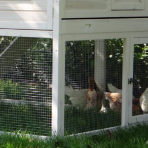 Chicken coop with large doors