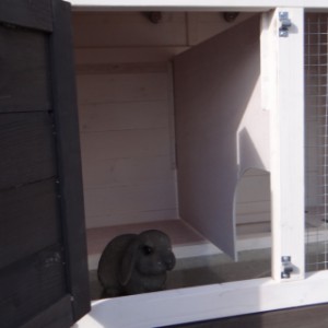 The sleeping compartment of the guinea pig hutch is provided with a removable partition wall