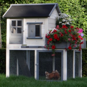 The hutch Sunshine is suitable for 4 little chickens