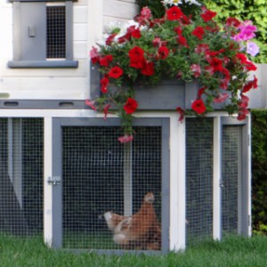 The hutch for your chickens Sunshine is an acquisition for your yard