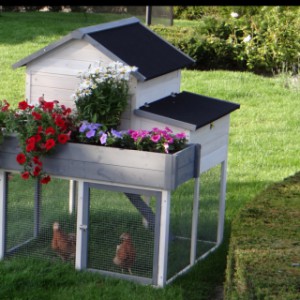 The hutch Sunshine offers a lot of space for your chickens