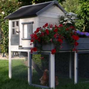 The hutch Sunshine is an acquisition for your chickens