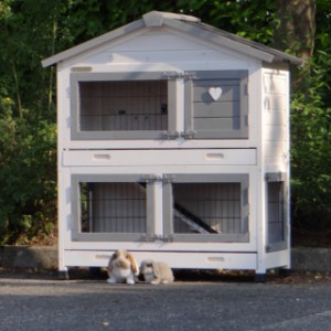 The hutch Excellent Small is suitable for a little rabbit
