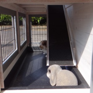 Have a look in the run of rabbit hutch Excellent Small