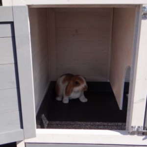 The dimensions of the sleeping compartment of the rabbit hutch Kim are 33x55cm