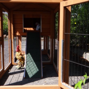 Have a look in the run of chickencoop Prestige Small