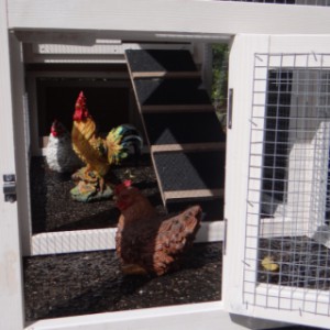 Have a look in the run of chickencoop Leah