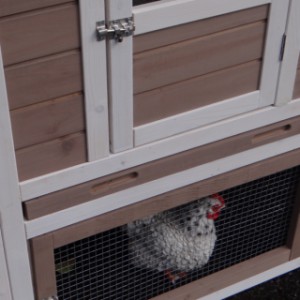 The sleeping compartment of rabbit hutch Leah is provided with a tray