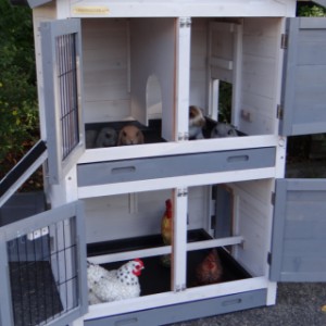 Chickencoop Double Small | also suitable for chickens