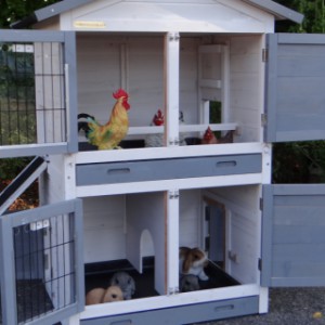 Chickencoop Double Small | with 2 sleeping compartments for chickens/rabbits