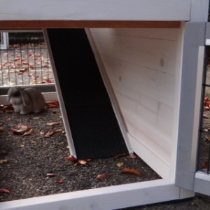 Have a look in the run of rabbit hutch Regular Small