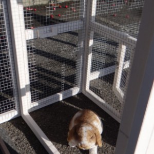 Have a look in the run of rabbit hutch Leah
