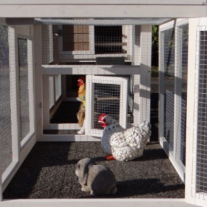 Have a look in the run of chickencoop Leah