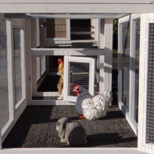 Have a look in the run of rabbit hutch Leah
